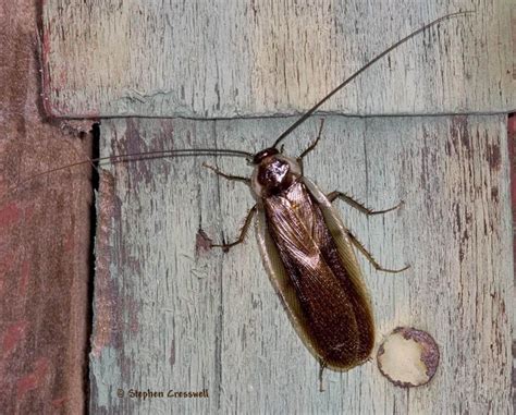 By adminposted on february 29, 2020march 5, 2020. Overview of Roaches | Pest control, Pests, Safe pest control