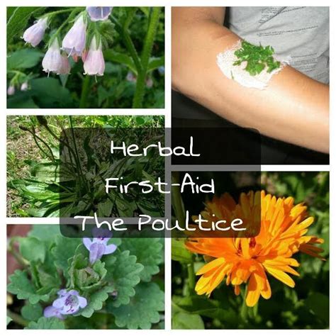 Herbal First Aid The Poultice Spiraea Herbs Natural Healing Healing