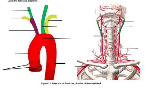 Chapter 2 Lab Arteries Of Head And Neck Diagram Quizlet
