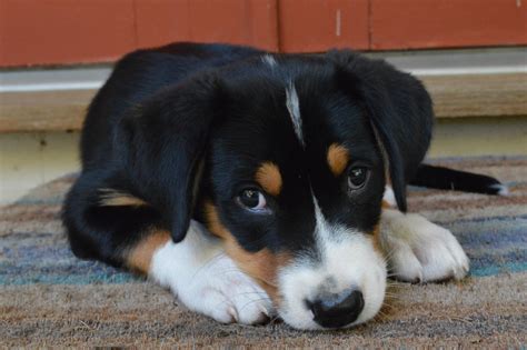 Greater Swiss Mountain Dog Puppies Care Training And More Pawzy
