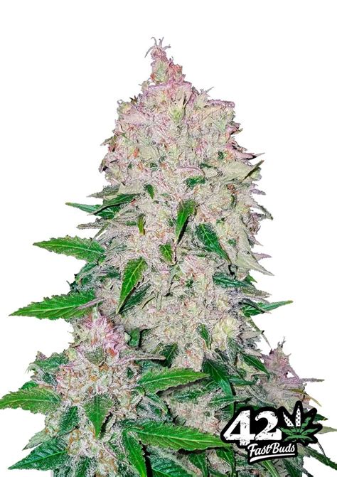 Stardawg Cannabis Seeds By Fastbuds