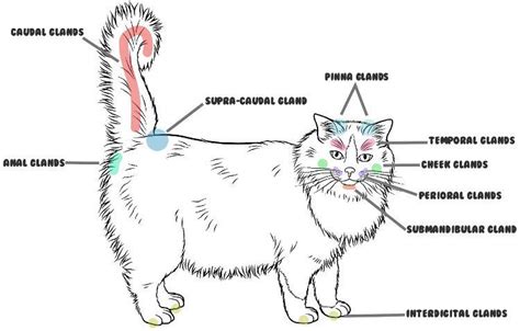 Cat Scent Glands Tail Catsbu
