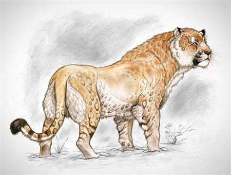 Panthera Atrox The American Lion — The Extinctions