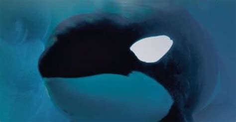 Keiko The Untold Story Of The Star Of Free Willy Streaming