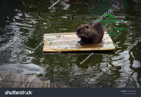 Beaver Sleeping On Floating Wooden Board Stock Photo 1124695184