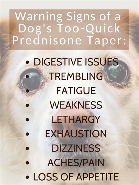 What Is Prednisone Used To Treat In Dogs