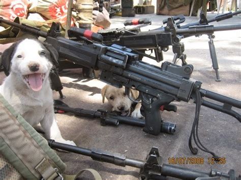 E anche se non abbiamo alcuna posizione sulle armi. Rules of the Jungle: Funny dogs with guns