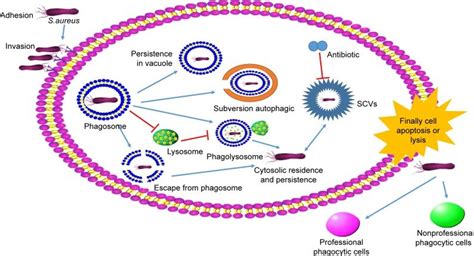 The Mechanism Of Staphylococcus Aureus Infection Cells Abbreviation