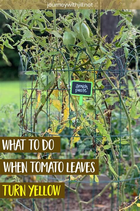 Yellow Leaves At The Bottom Of Your Tomato Plants The Beginners