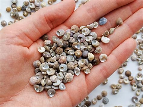 50 Teeny Tiny Top Shells For Seashell Art Tiny Colorful Craft Etsy