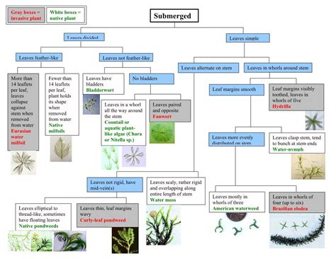 Aquatic Weed Identification Flow Charts Docslib