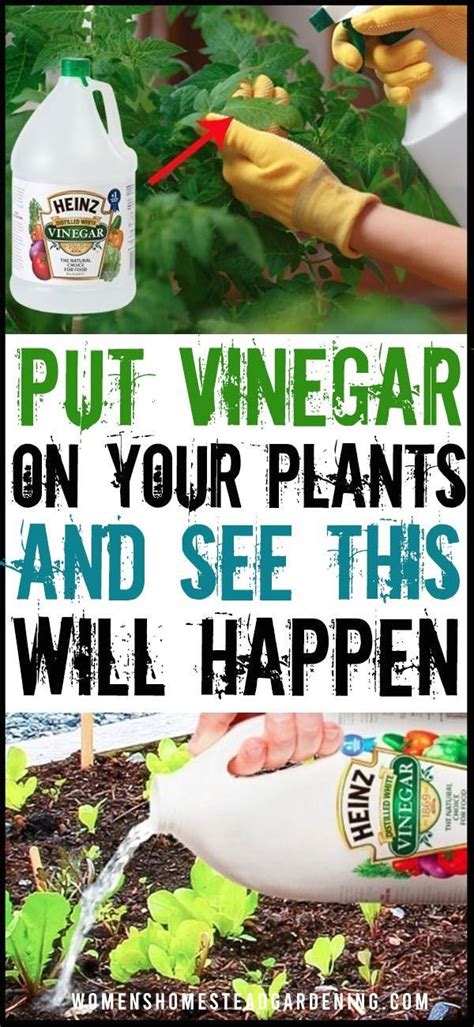 Turns out apple cider vinegar isn't just good for human hydration, it's also good for plants, as well. Put white Vinegar on Your Plants and See what Will Happend ...