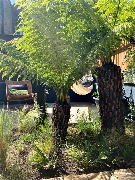 A How To On Growing And Caring For Tree Ferns In Your Garden