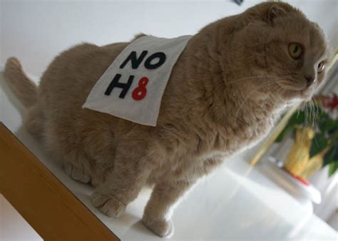 There are plenty of reasons why humans dress up their furry friends. CLOTHES FOR CATS: SCOTTISH FOLD WEARING NOH8 LOGO BANNER ...