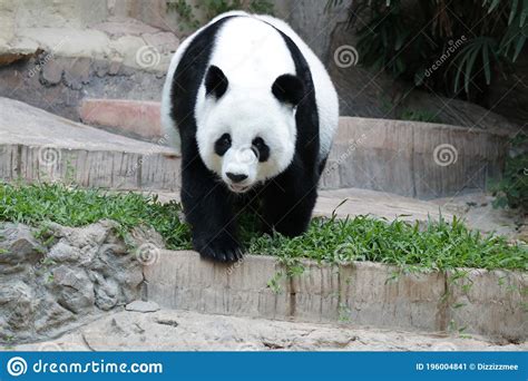 Female Panda In Thailand Stock Image Image Of Black 196004841