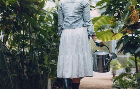 Female Gardener Watering Plants In Greenhouse Stock Photo Image Of