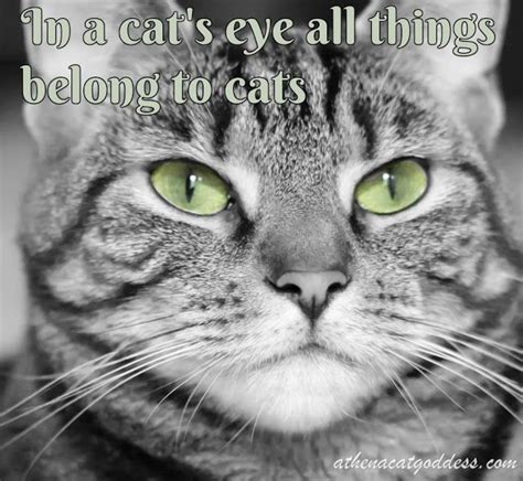 Athena Cat Goddess Wise Kitty Wordless Wednesday Cat Quotes Wednesdaywisdom International