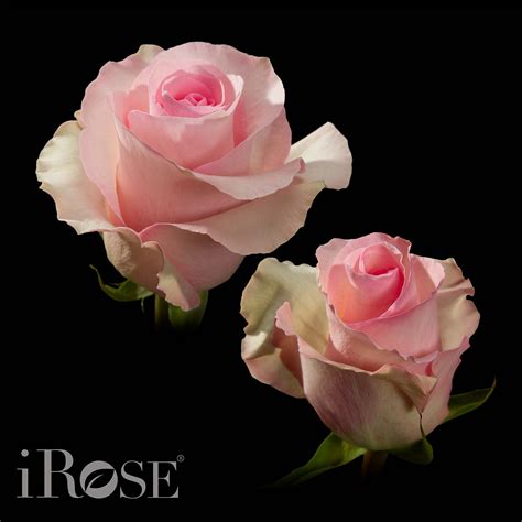 Christa Irose Roses From Ecuador