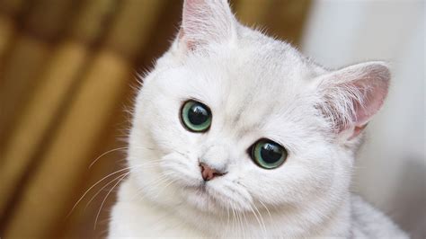 We have a massive amount of hd images that will make your computer or smartphone look absolutely. white cats wallpaper - HD Desktop Wallpapers | 4k HD
