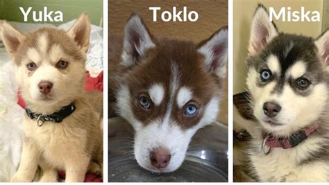 Rescued along with is 8 siblings, puppy boy#9 is looking for his loving forever home. 17 husky puppies rescued in B.C. Interior now up for ...