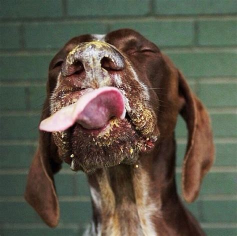 Canine Snack Time Photography Dogs Eating Peanut Butter