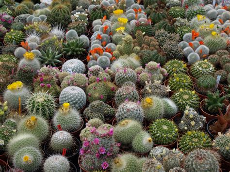 Filedwarves Cactus