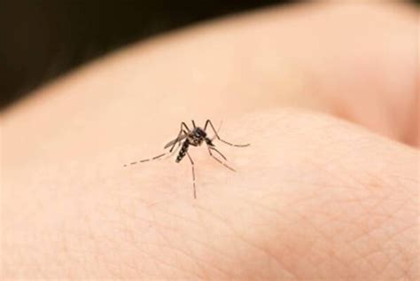 The Best Home Remedies For Mosquito Bites Wellness Speciality