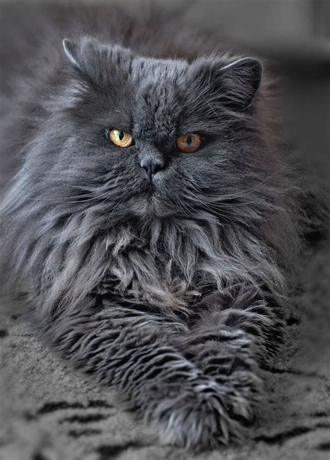 By Akvarel Grey Cats Persian Cat Cats