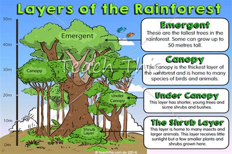 Rainforest Layers Poster Printable Picture Theme Flash Cards