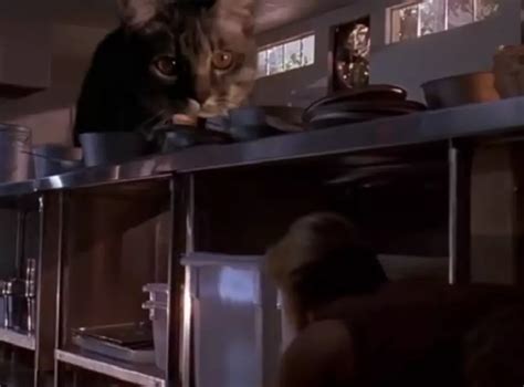 Watch The ‘jurassic Park Kitchen Scene With Cats Video