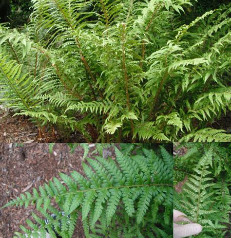 Western Sword Fern Polystichum Munitum Native Plants Pnw