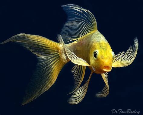 Koi for Sale | Butterfly koi, Koi fish, Pet fish
