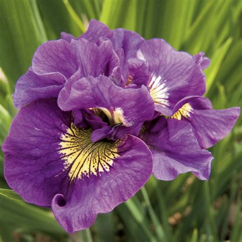 Iris Sibirica Ou De Sibérie Double Standard Une Variété Rare à Fleurs