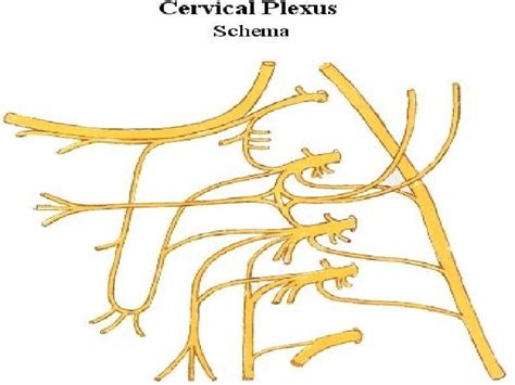 Scalene Prevertebral Muscles Cervical Plexus Dr Mujahid Khan