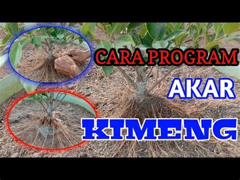 Beringin Kimeng Program Seleksi Akar Youtube