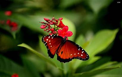 Butterfly Buterfly Flower Desktop 1080 Wallpapertag 1080p