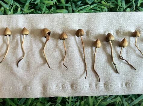 Are These Definitely Liberty Caps Mushroom Hunting And