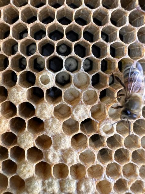 Portland Urban Beekeepers See Fewer Honey Bee Swarms This Spring