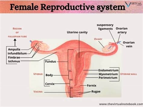Female Reproductive System Diagram Main Parts The Virtual Notebook