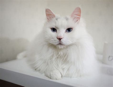 (this etymology is missing or incomplete. 土耳其安哥拉猫，是全世界公认的，每天睡眠时间最长的猫咪_腾讯新闻