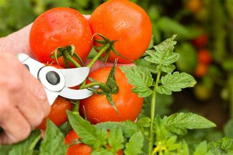 How To Prune Tomatoes The Garden