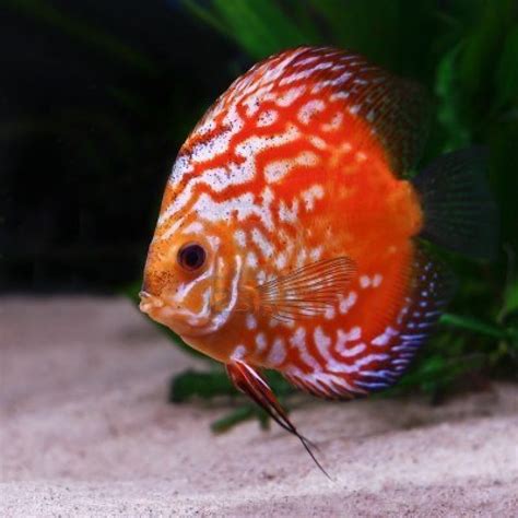 Deal With Pets Discus Fish Are Beautiful Pets