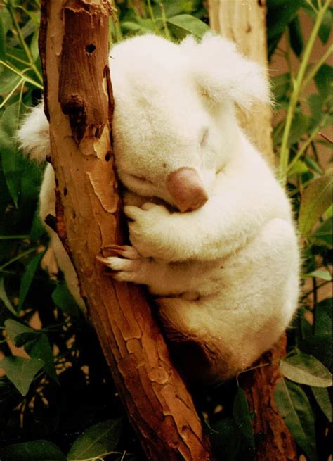 The Unique Beauty Of These 14 Albino Animals Quizzclub