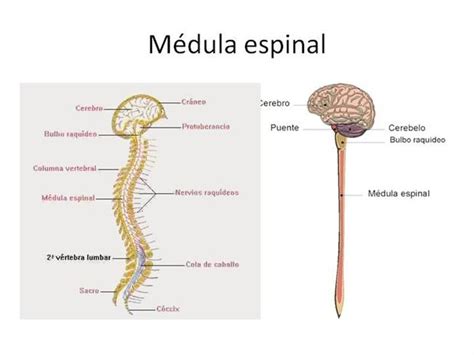 Médula Espinal Escuelapedia Recursos Educativosescuelapedia