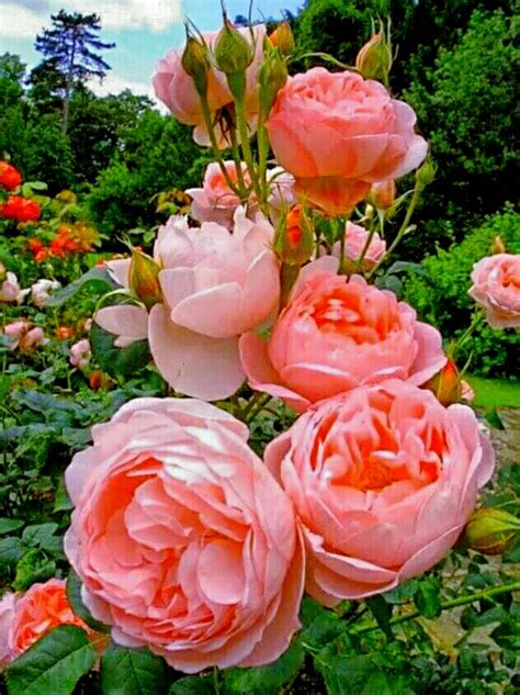 Fotos De Rosas Hermosas Las Flores Mas Hermosas Del Mundo Flores Hermosas Ver Más Ideas