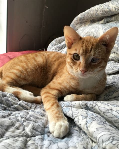 Lost Cat Orange Tabby In Eastwood Pets
