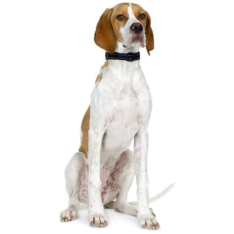 English Pointer Dog Breed Profile Personality Facts