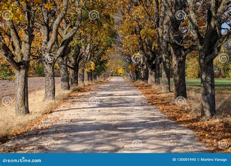 Country Gravel Road In Autumn Colors With Tree Alley Way On Both Stock