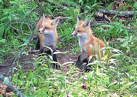 From The Tennessee Plateau Finding A Fox