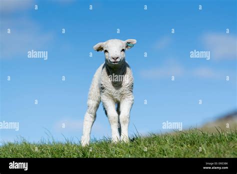 Baby Lambs Countryside Playing Hi Res Stock Photography And Images Alamy